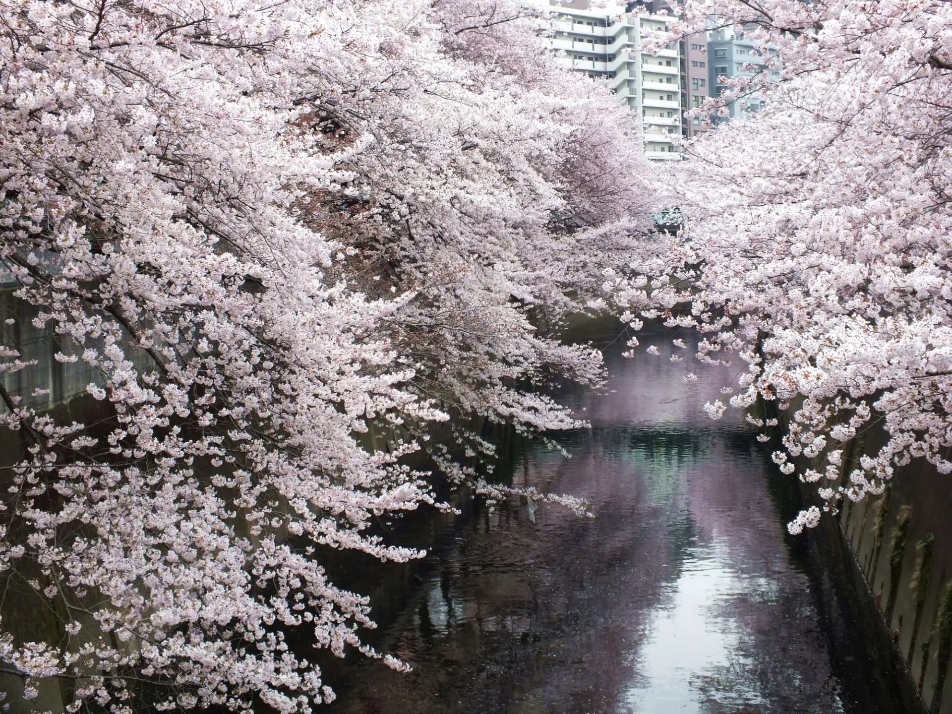 🌸 기타 구립 아라카와 아카바네 벚꽃 제방 녹지(키타쿠리츠 아라카와 아카바네 사쿠라즈츠미 료쿠치) 이미지 7